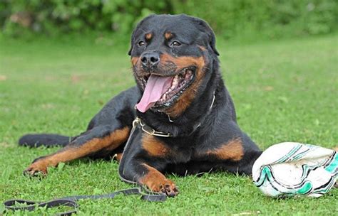 Unterschiede In Der Hundesteuer Betragen Bis Zu Euro