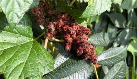 Making Staghorn Sumac Lemonade Casey Trees