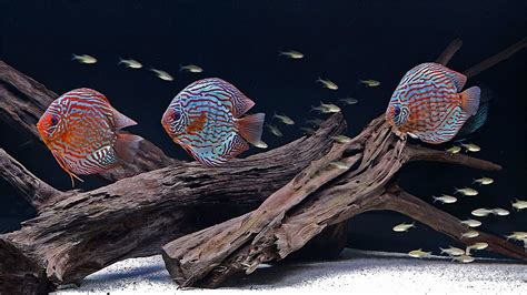 Discus Fish Tank