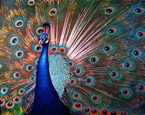 Peacock Paintings On Canvas