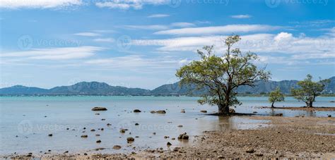 Tree standing by a sunny beach, blue water ocean, blue sky and green mountain background ...