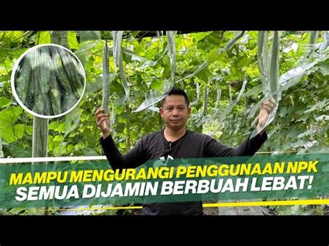 PETIK BERKALI KALI MASIH LEBAT KIAT BUDIDAYA ONYONG GAMBAS YouTube