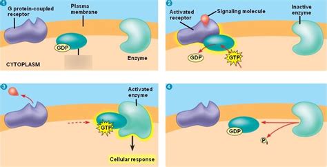 Plasma Membranes G Protein Linked Receptor Diagram Quizlet