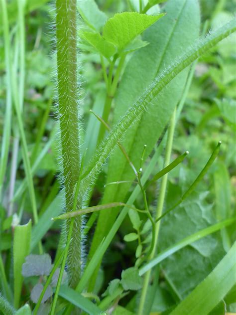 Photographs Of Myosotis Arvensis UK Wildflowers Hairy Stem