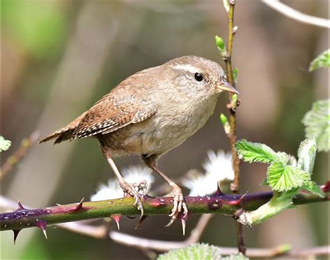 Wren Paul Billington Flickr