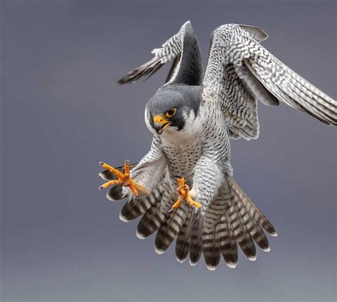 scotlands iconic peregrine falcons