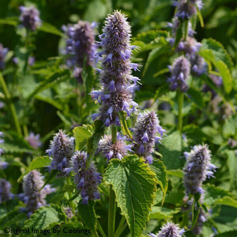 Agastache Rugosa Liquorice Blue 3l Coolings Garden Centre