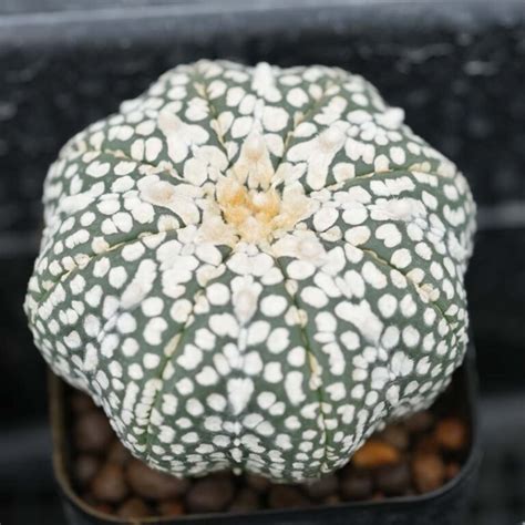 Astrophytum Asterias Super Kabuto Cactus Plant Nursery