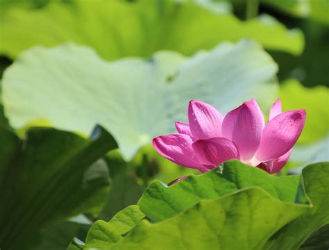 Lotus Flower Plant Pink Free Photo On Pixabay Pixabay