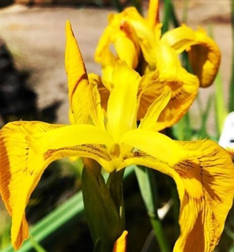 Iris Pseudacorus Wholesale Nursery Nurseries In Melbourne Sydney And Brisbane Plantmark