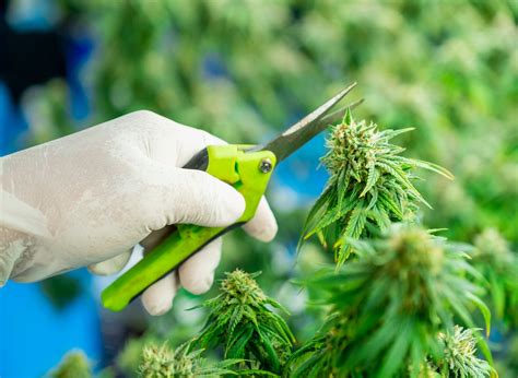 Pruning Cannabis: A Guide To Get Maximum Yield and Quality