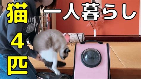 【アラフィフ独身女×猫4匹】ふたりっきりでドライブデートしたら最高でした Youtube