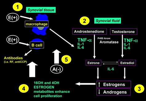 Sex And Rheumatoid Arthritis Mouse Model Versus Human Disease Cutolo