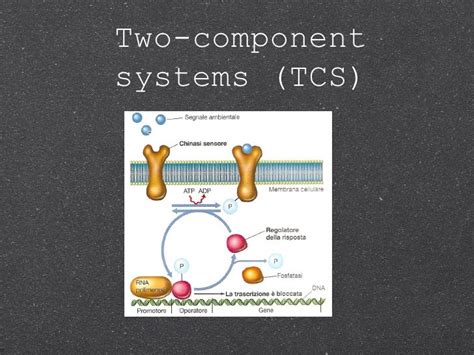 Bacterial Two Component System