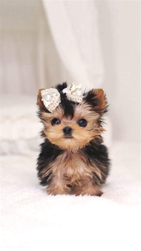 Small Puppies Wallpapers - Top Free Small Puppies Backgrounds ...