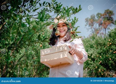 Farmer Woman Is Harvesting Oranges Fruit While Holding Wooden Basket