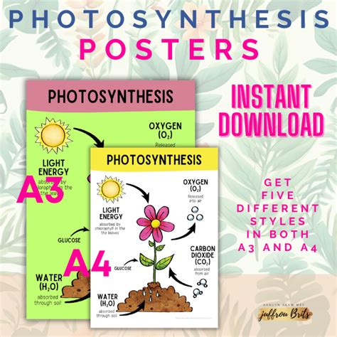 Photosynthesis Poster • Teacha