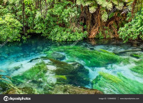 Blue Spring Which Is Located At Te Waihou Walkway Hamilton New Zealand