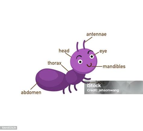 Semut Kosakata Bagian Dari Bodyvector Ilustrasi Stok Unduh Gambar