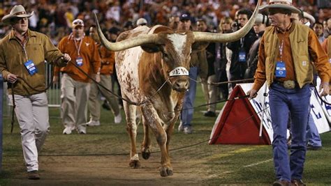 Texas Longhorns Beloved Mascot Bevo See Photos Through The Years