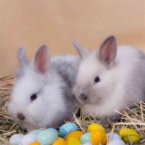 What to Buy for Your Dwarf Rabbit: A Complete Shopping Guide