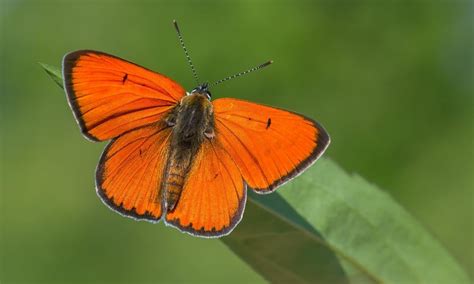 Large Copper | Butterfly Conservation