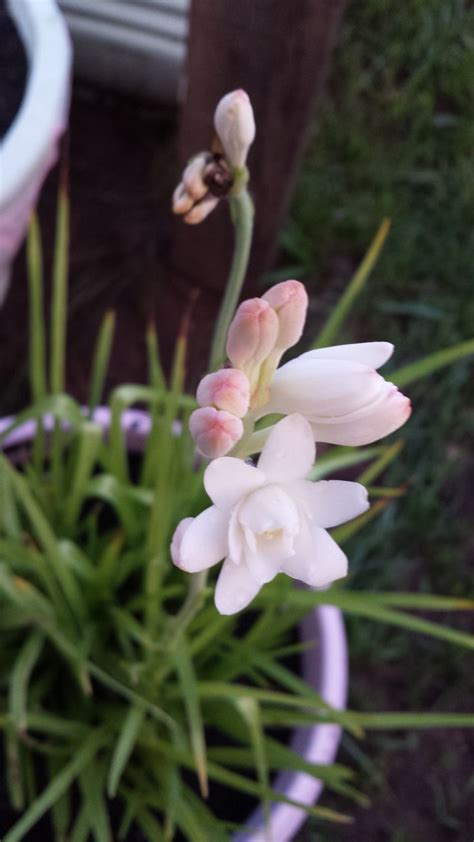 Angélica Polianthes tuberosa Garden Beautiful flowers Flowers