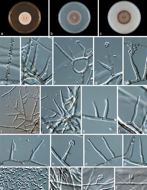 Figure 1 From Molecular And Phenotypic Characterisation Of Novel