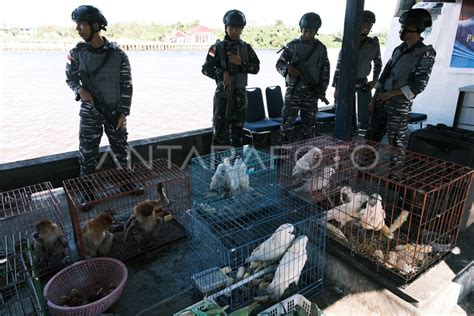 LANTAMAL GAGALKAN PENYELUNDUPAN SATWA DILINDUNGI ANTARA Foto