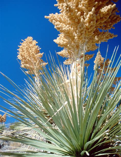 Yucca | Pet Poison Helpline