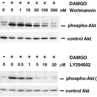 Damgo Induced Phosphorylation Of Akt At Ser Is Blocked By Pi K