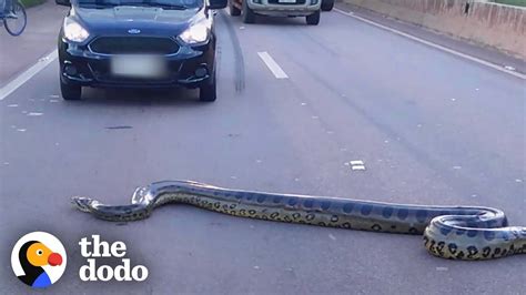 Giant Anaconda Stops Traffic On Busy Highway