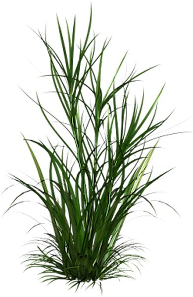 Tall Grass PNG by yotoots on DeviantArt