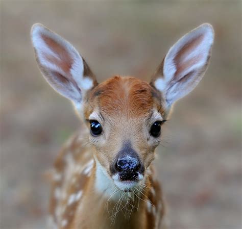 Baby Face Another Shot Of That Dear Fawn That I Posted Ear Flickr