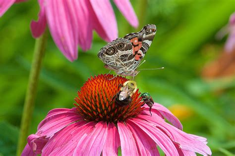 Creating Pollinator Friendly Gardens New Hampshire Home Magazine