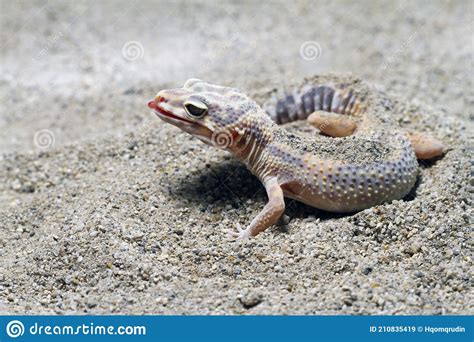 Leopard Gecko On Sand Background Stock Image Image Of Dragon