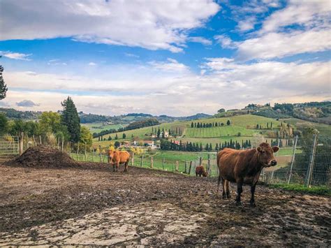 Cosa Vedere A San Miniato In Un Weekend Tra Storia E Gusto