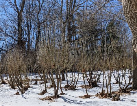 The Martha Stewart Blog Blog Archive Time To Gather Pussy Willows The Martha Stewart Blog