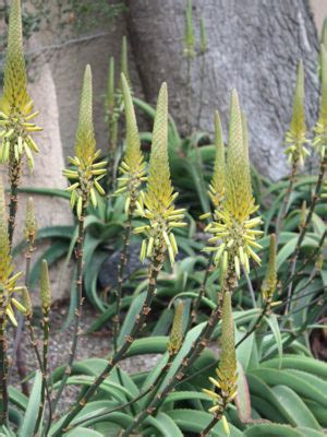 Van Balens Aloe Aloe Vanbalenii Thorny Bastards