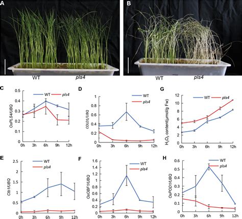 Frontiers OsPLS4 Is Involved In Cuticular Wax Biosynthesis And