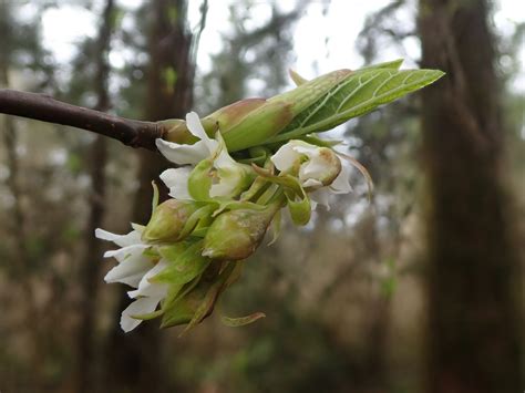 Oemleria Cerasiformis 10 000 Things Of The Pacific Northwest