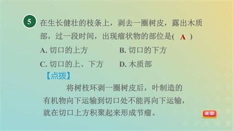 八年级下册第4节 植物的茎与物质运输习题课件ppt 教习网课件下载