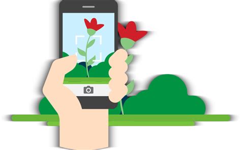 Flower Recogniser App Best Flower Site