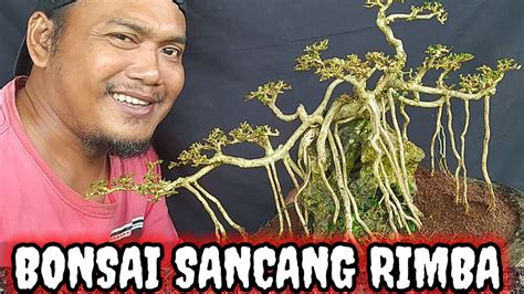 Bonsai Sancang Rimba Ganti Media Shorts Youtube