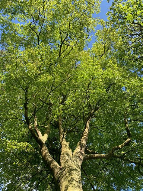 A Tall Tree With Green Leaves And Blue Sky In The Background