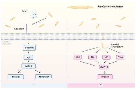 Pathogens Free Full Text The Roles And Interactions Of