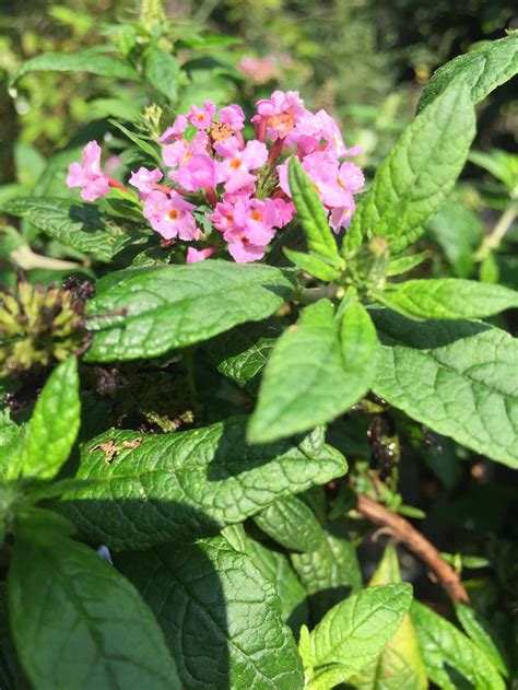 Pugster Pink Butterfly Bush – Toms Creek Farm & Nursery