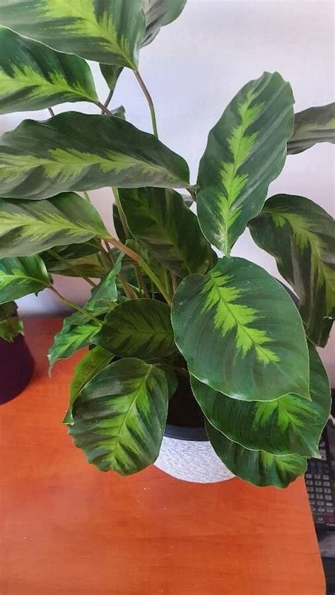 Calathea Louisae Care The Ultimate Guide 2025