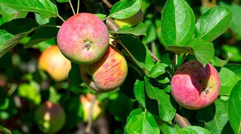 28 Different Types of Apple Tree Varieties to Grow This Season