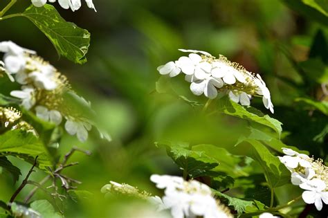 Guelder Rose Fleurs Plantes Photo Gratuite Sur Pixabay Pixabay